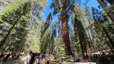 地球上で最も巨大な樹木「ジャイアント・セコイア」の危機!?アメリカで頻発する大規模山火事の影響を考える