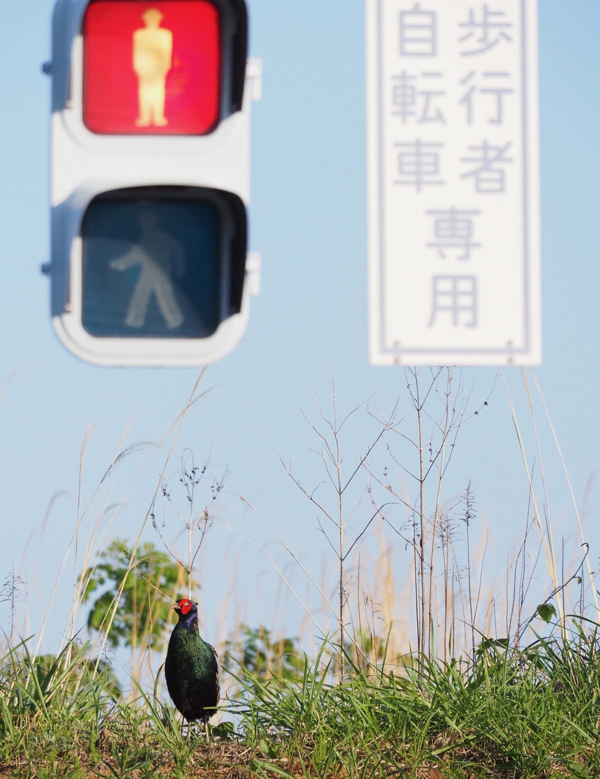 キジ（中村雅和・撮影）