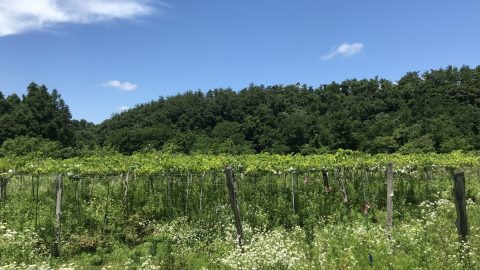 名付けて「生態適合農業」。山形の一家農園が実践する、生物と共存することで糧を得る農業の形とは
