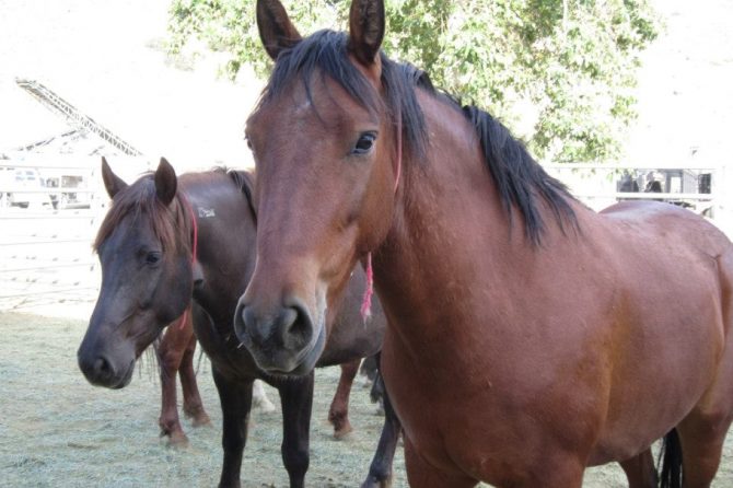 野生馬？それとも迷子馬？アメリカ映画でもおなじみの「マスタング」と人の関わりとは？【動物ドッキリクイズ・その25】