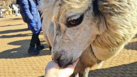 モフモフを求めてアジア観光客が集う！韓国の山奥にある「アルパカワールド」が人気のワケ