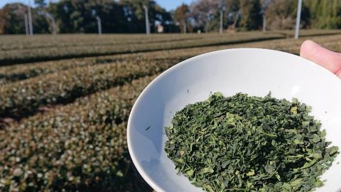 幻のお茶「碾茶（てんちゃ）」の知られざる魅力とは？アウトドアにおすすめのアレンジレシピも