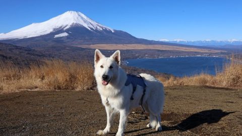 眼下に山中湖、向こうに富士山！山中湖明神山パノラマ台から犬連れハイキング【 災害救助犬コアと家族の日記 Vol.27】