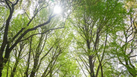 森でリラックスするキーポイント「フィトンチッド」とは？森林浴は春から夏がおすすめの理由
