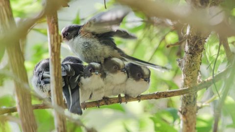 「エナガ団子」も見たい！子育てに大忙しのエナガを観察しよう