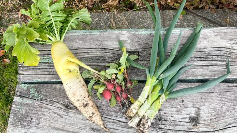 費用は？どんな野菜が作れる？市民農園で初めての農活、11カ月間野菜を作ってわかったこと