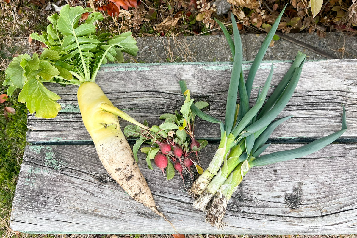 収穫した野菜