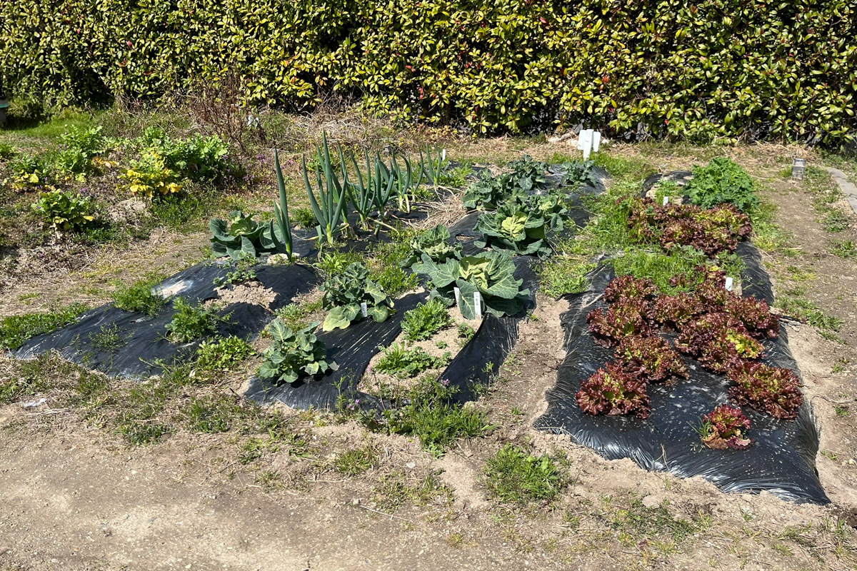 費用は?どんな野菜が作れる?市民農園で初めての農活、11カ月間野菜を作ってわかったこと