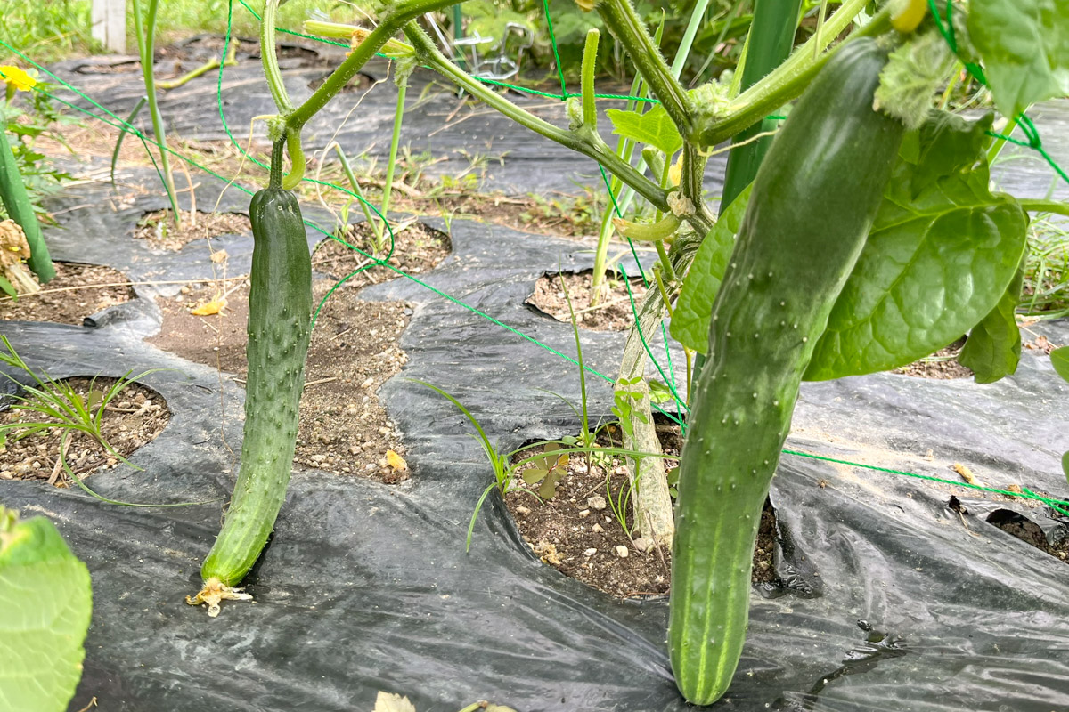 10月に収穫したきゅうり
