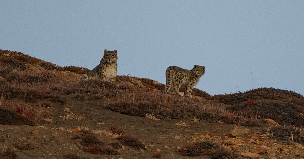 野生の雪豹に初遭遇！インドで捉えた幻の獣の生きる姿とは | 海外の旅