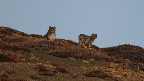野生の雪豹に初遭遇！インドで捉えた幻の獣の生きる姿とは