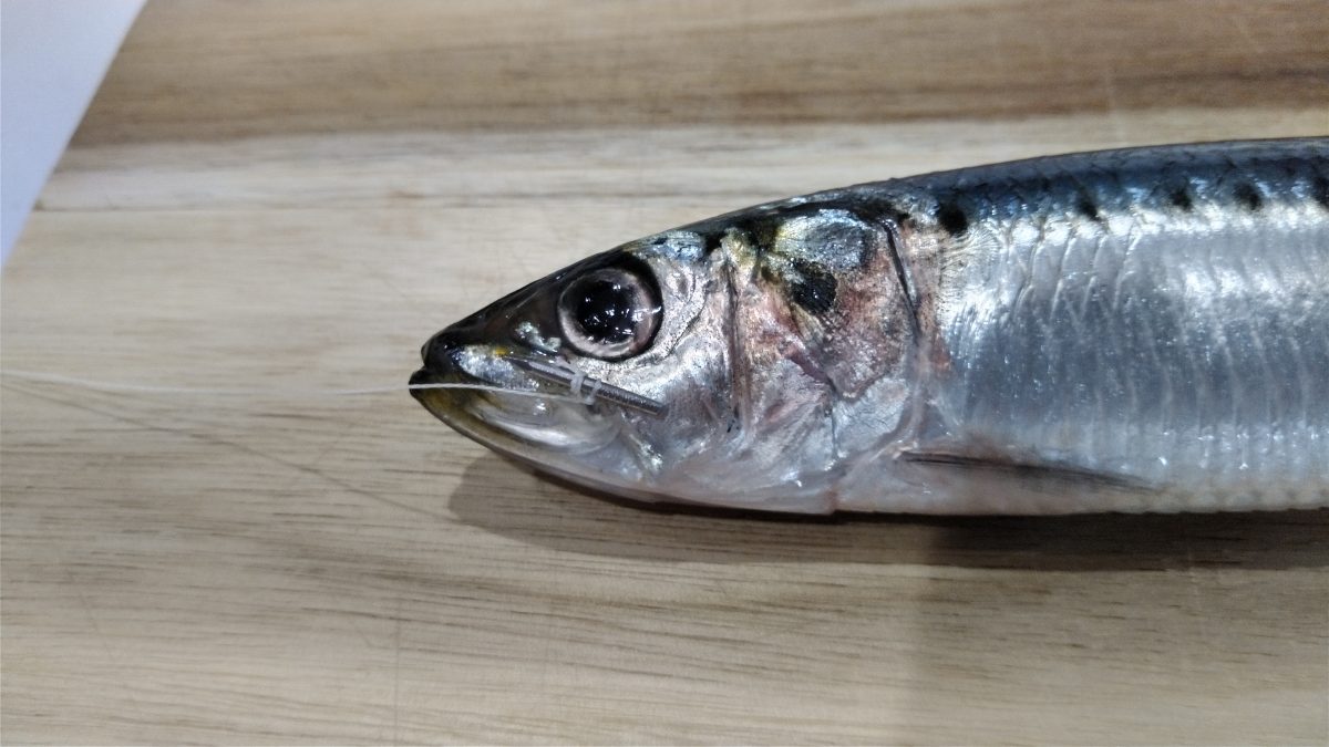 魚が真っすぐな針を飲み込んだ様子を横から