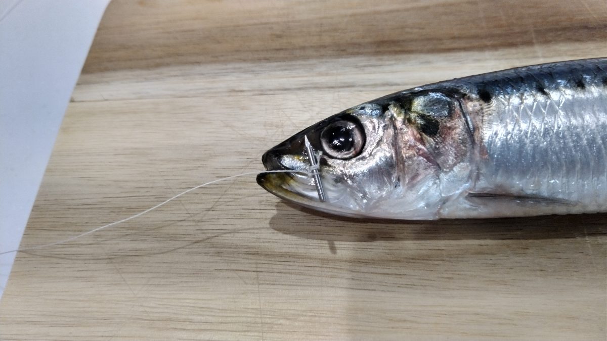 飲み込まれた真っすぐな針が、魚の口の中で直角に回転した様子