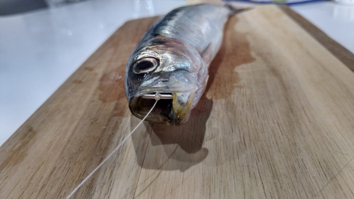 真っすぐな針を飲み込んだ魚の口の中