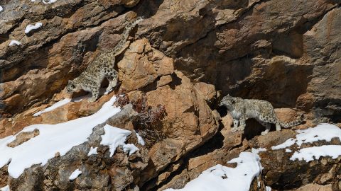 インド・スピティのキッバル村の郊外に、双子の雪豹が出現！太い尻尾も激写