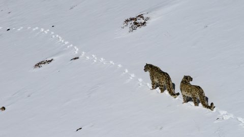 冬のスピティで雪豹（ユキヒョウ）を撮影するために必要な知識と準備とは？