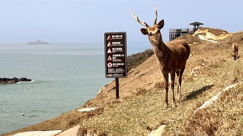 シカ200頭が暮らす台湾の無人島「大坵（ダーチウ）島」で島内１周トレッキングを楽しんだ！