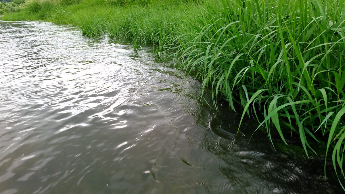 草が覆いかぶさる川のヘチ