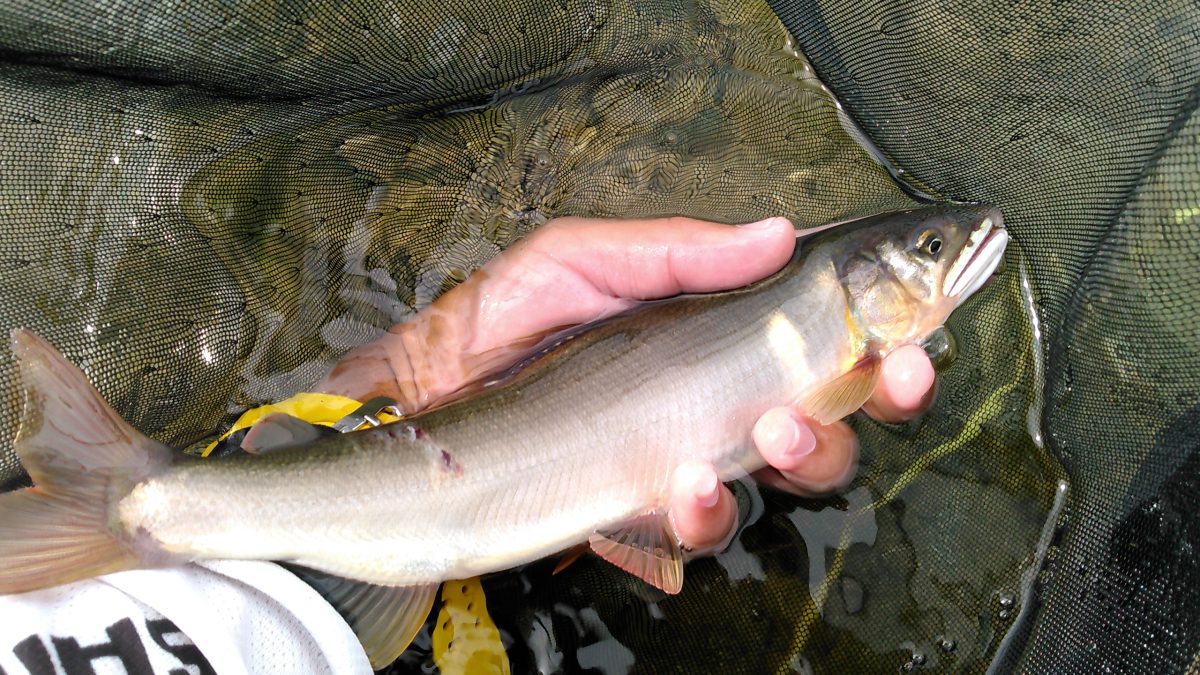釣り上げた鮎
