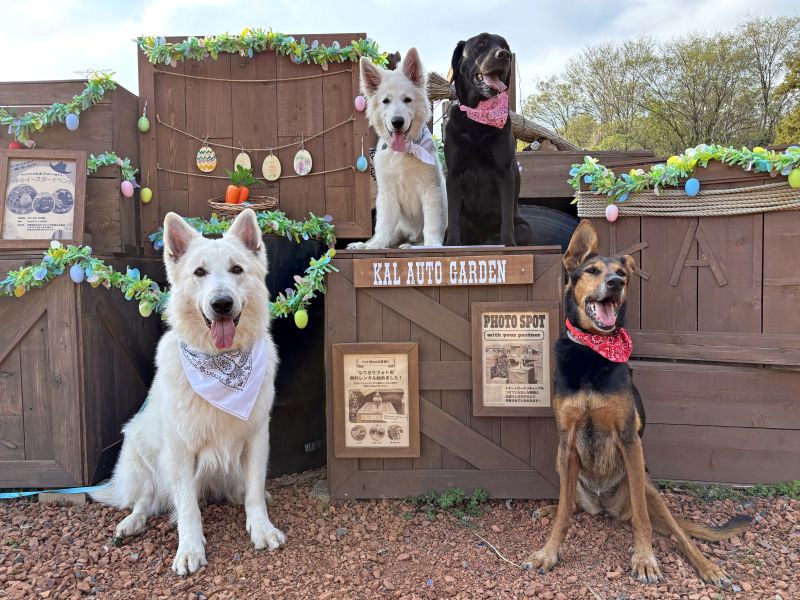 子犬アオがキャンプデビューしました!注意点やおすすめグッズも紹介【災害救助犬コアと家族の日記 Vol.28】