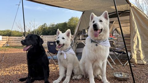子犬アオがキャンプデビューしました！注意点やおすすめグッズも紹介【災害救助犬コアと家族の日記 Vol.28】