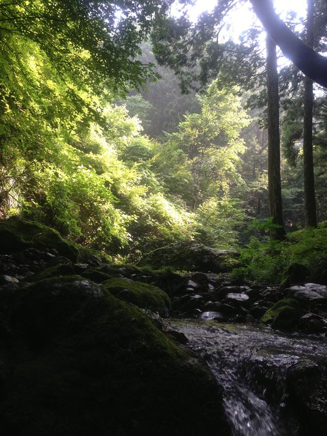 森の中の川