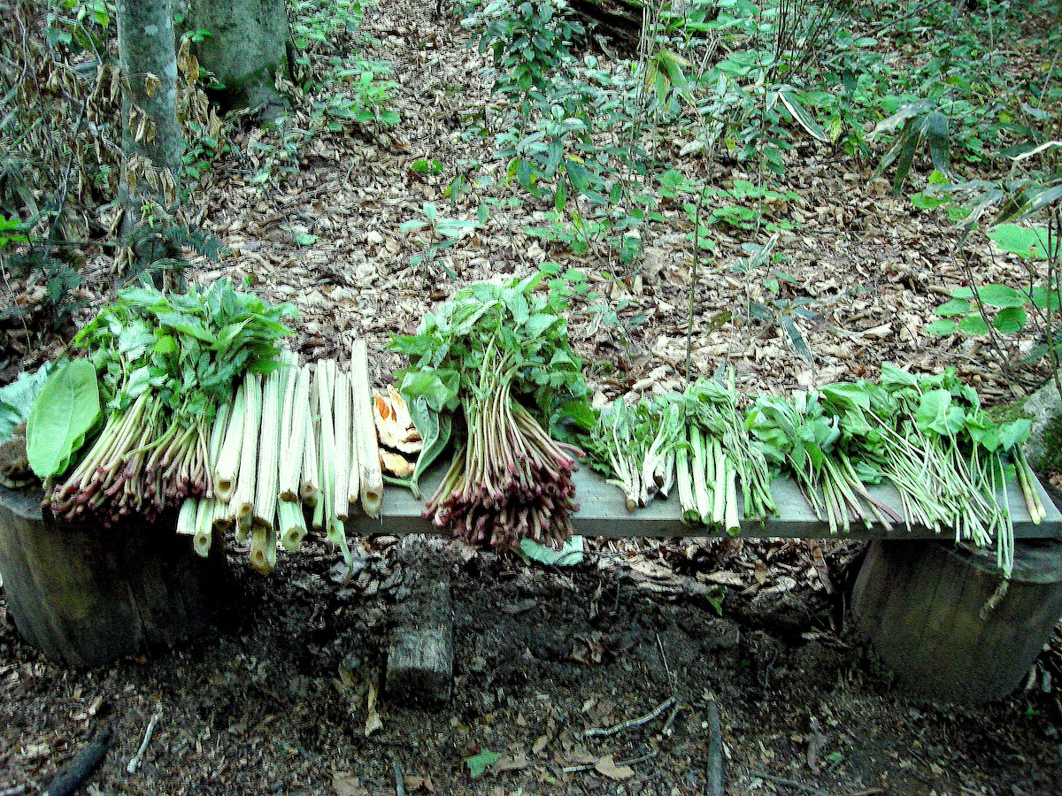 マタギが白神山地で採った山菜は11種類!早速、山菜鍋でいただいた