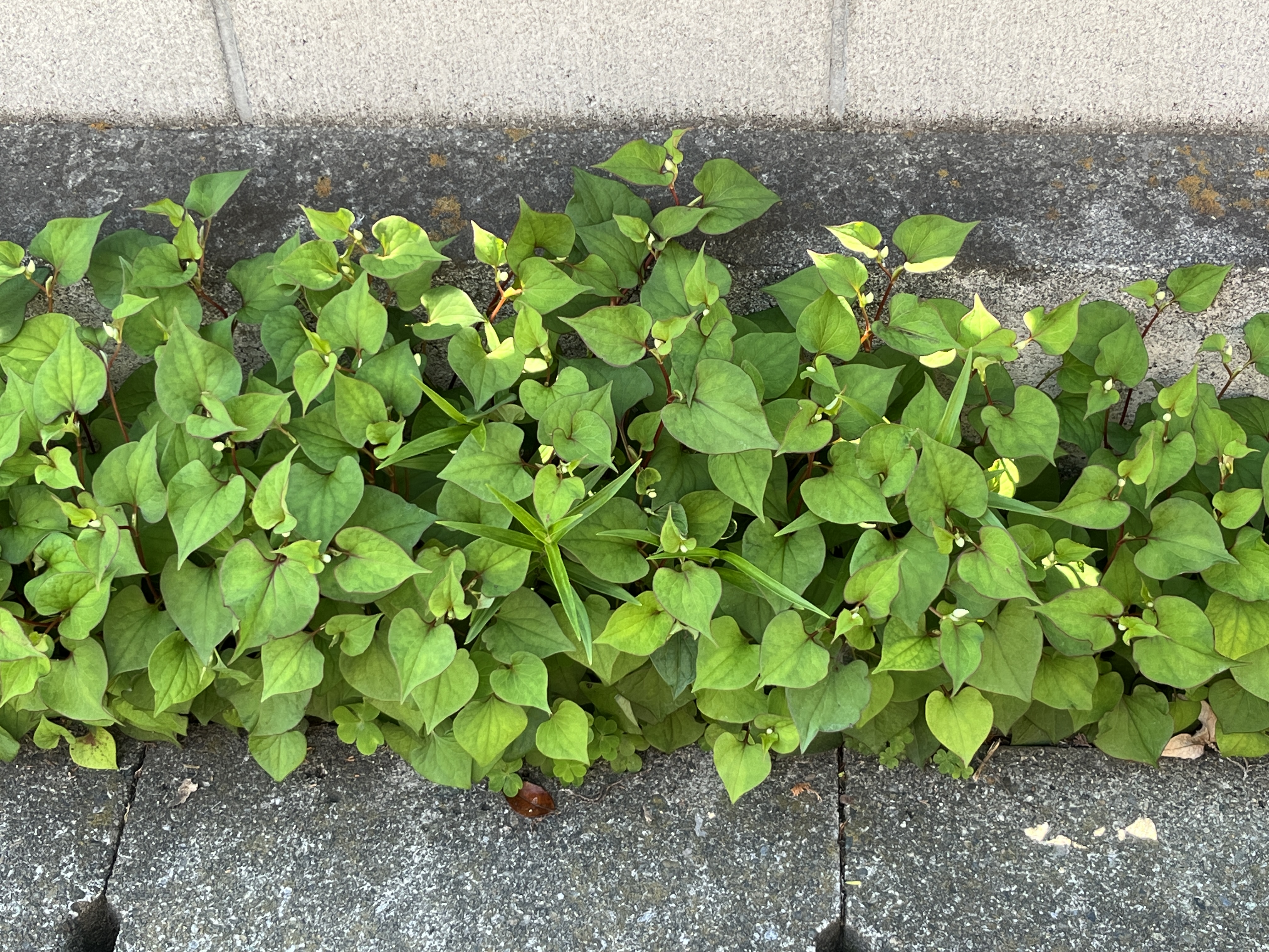 はびこるけどとっても役に立つ！ドクダミの薬効と活用法 | 自然観察