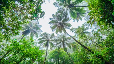 世界自然遺産・奄美大島の「森」の魅力を世に知らしめた写真家・浜田太、会心の一枚