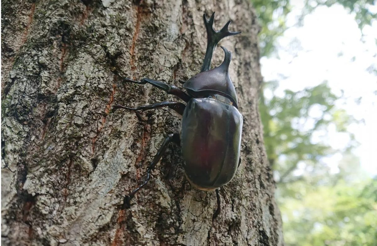 木にとまったカブトムシ
