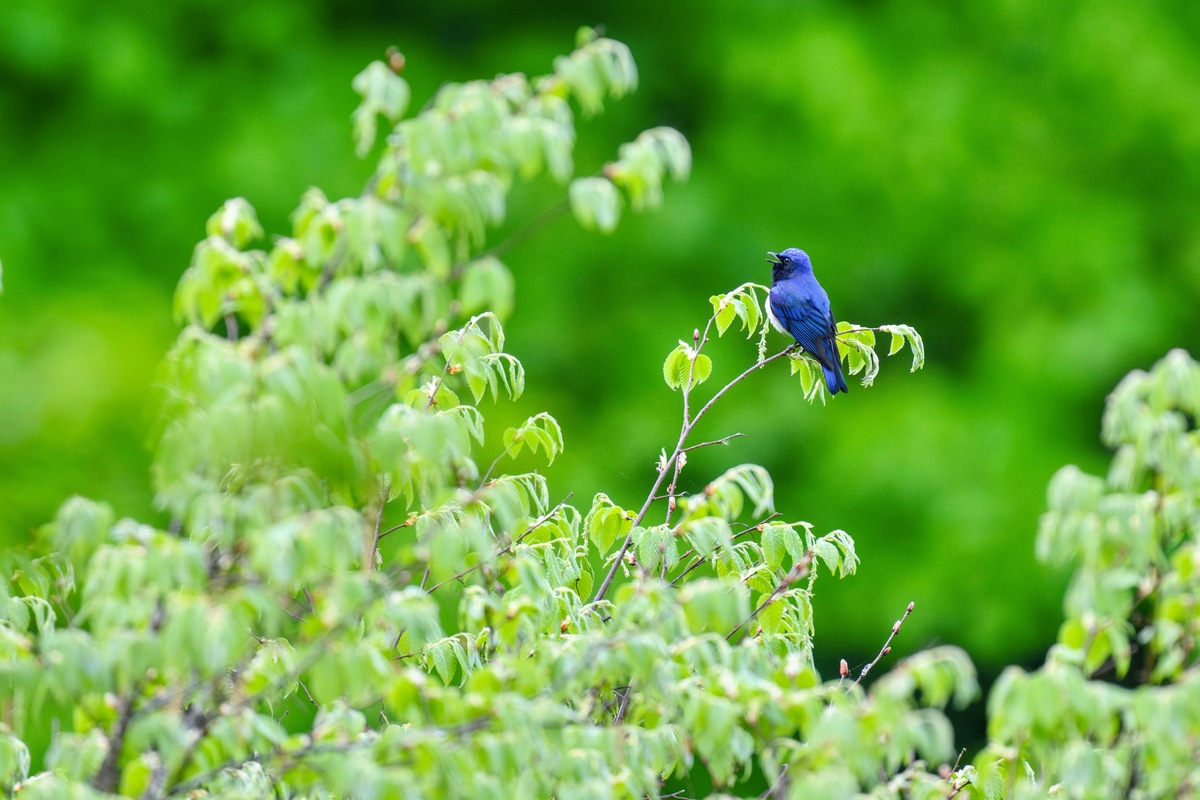 オオルリは渓谷の青い宝石!梢で高らかに歌う鳥の姿を見にいこう