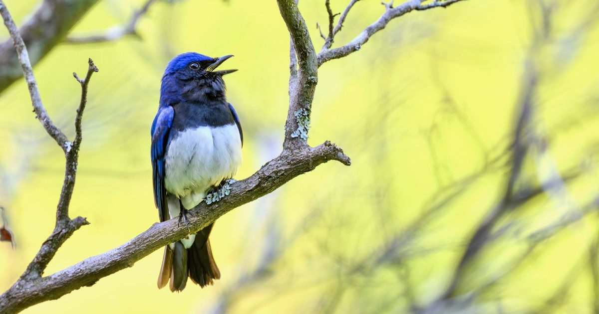 オオルリは渓谷の青い宝石！梢で高らかに歌う鳥の姿を見にいこう