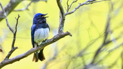 オオルリは渓谷の青い宝石！梢で高らかに歌う鳥の姿を見にいこう