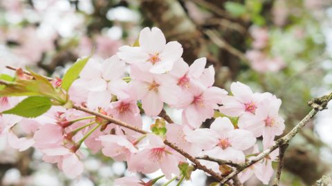風景写真や花・動物写真のおすすめの撮り方は？上手に撮れる４つの方法