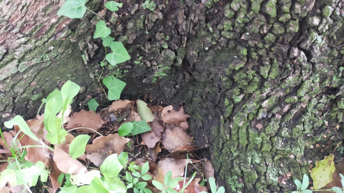 木の根元