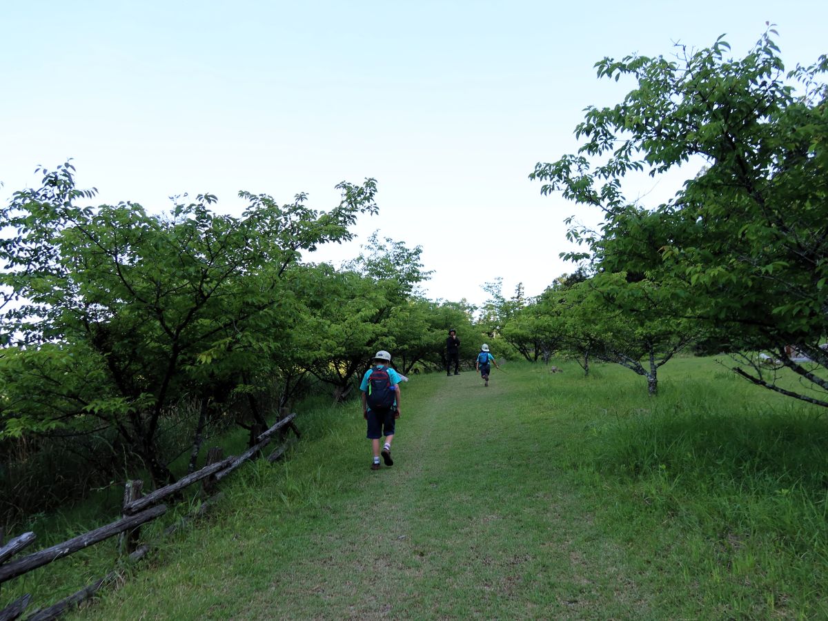 河津桜の広場