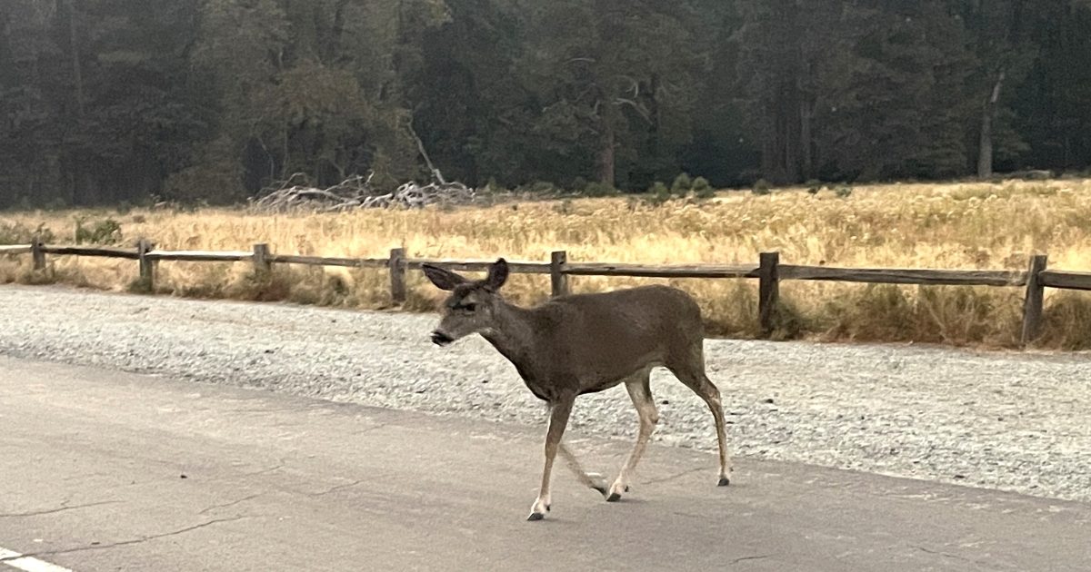 アメリカのヨセミテで最も危険な野生動物は…ミュールジカ!? 意外な生態
