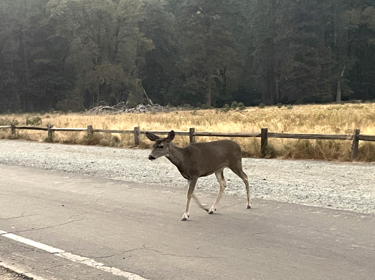 アメリカのヨセミテで最も危険な野生動物は…ミュールジカ!? 意外な生態【動物ドッキリクイズ・その27】