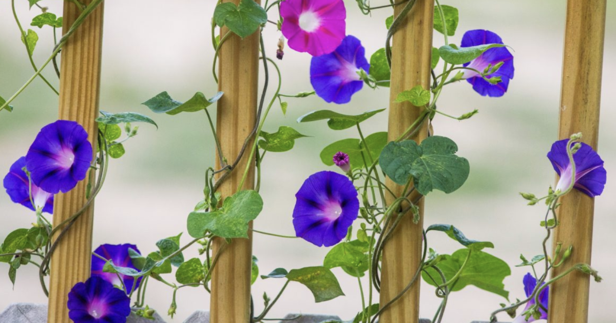 aac249f3bf1c4b460aaaa069089f09