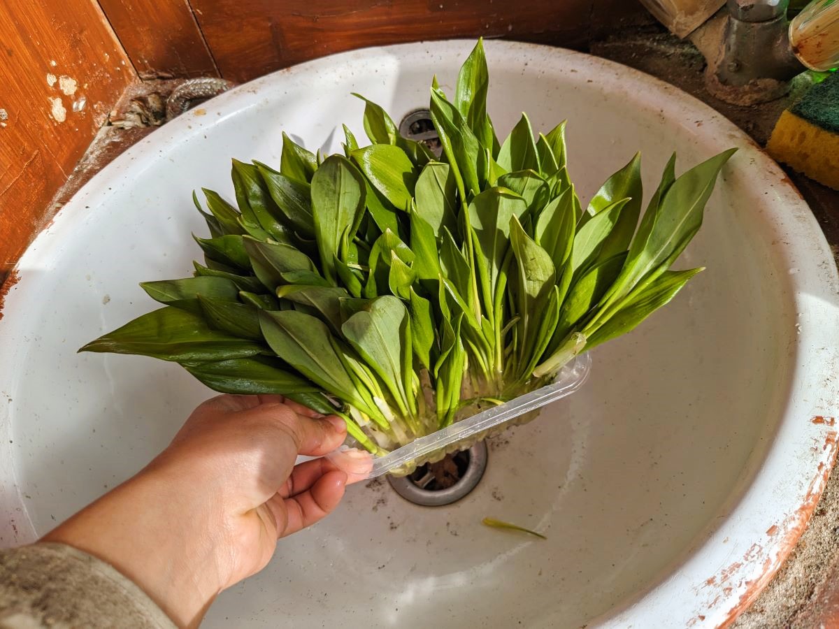 自宅で水洗いした行者ニンニク