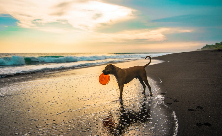 海でフリスビーをくわえる犬