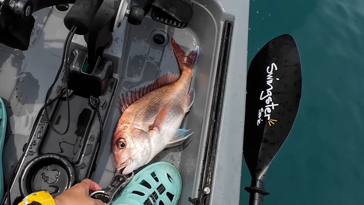 釣り上げたマダイ