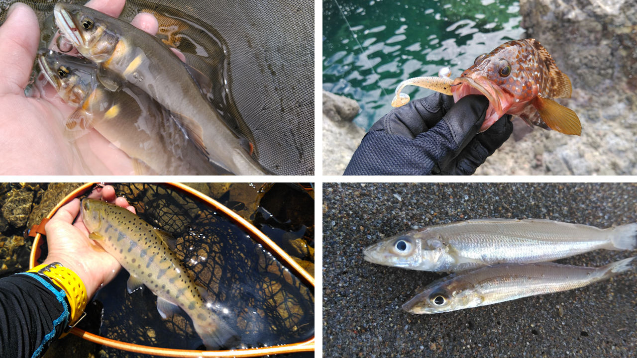 キジハタ、シロギス……夏におすすめの魚の釣り方４選
