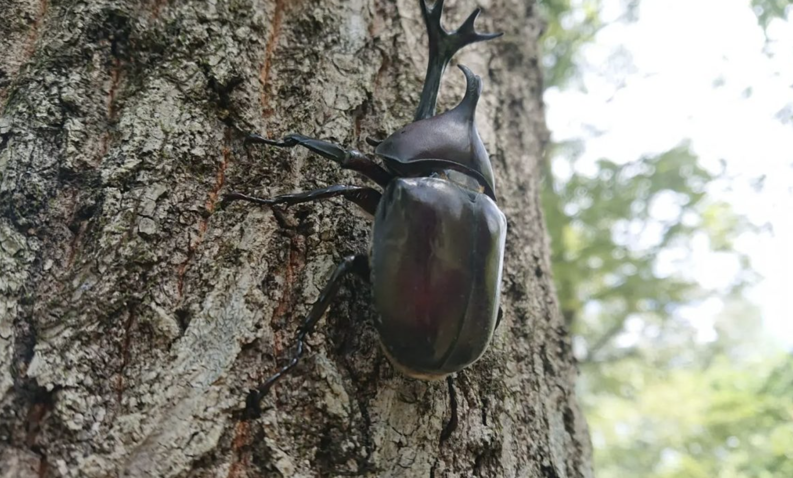 カブトムシのエサは何をあげればいい？NGなエサや飼育のコツも解説