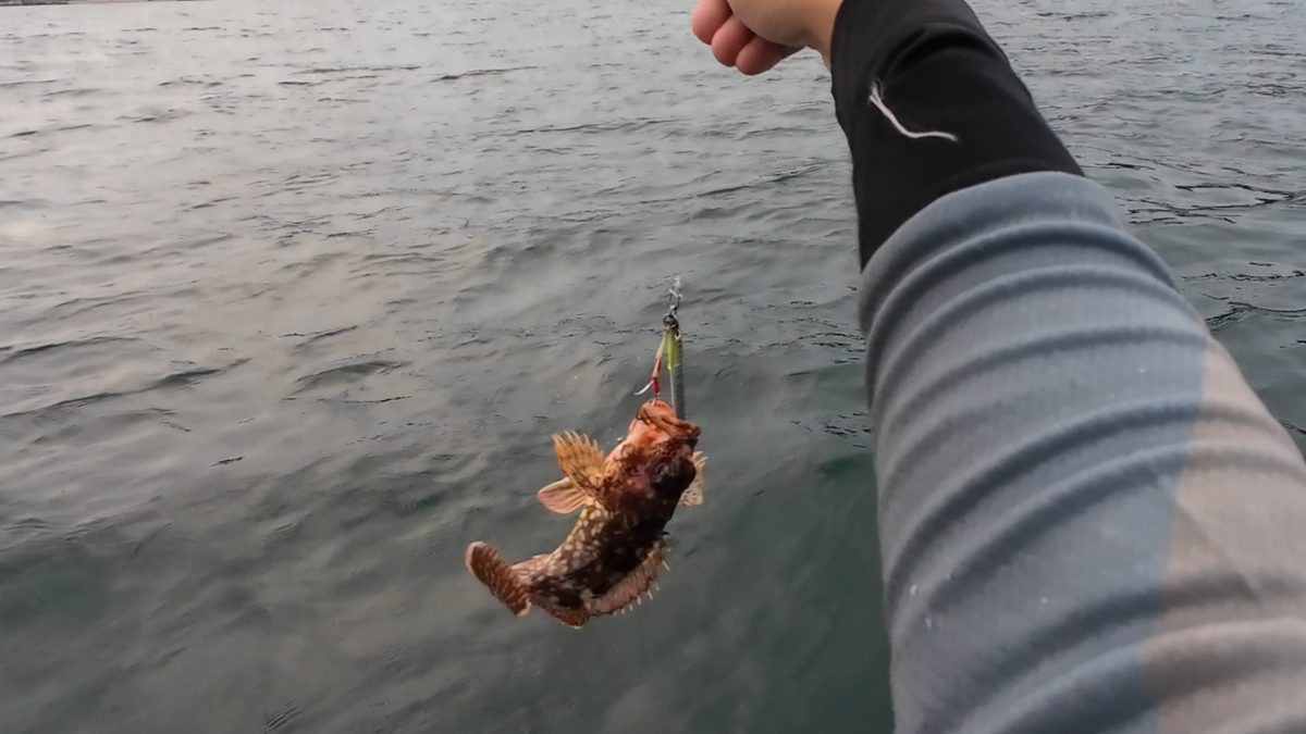 カサゴ