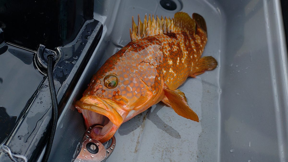 キジハタを釣りたくてカヤックフィッシングに挑戦!真鯛も釣れたぞー
