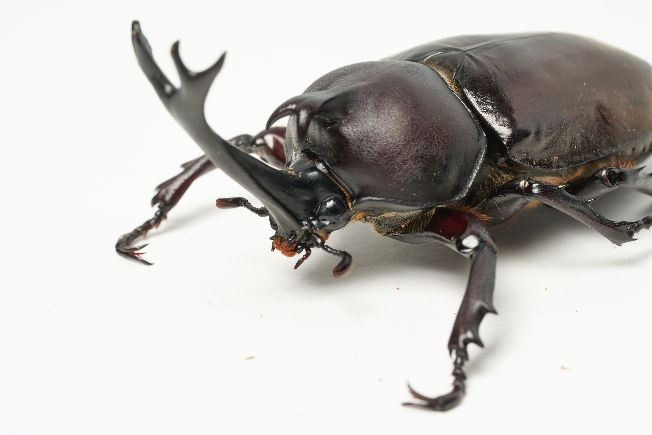 カブトムシはクヌギとコナラの木に集まる!見分け方や捕まえ方を解説