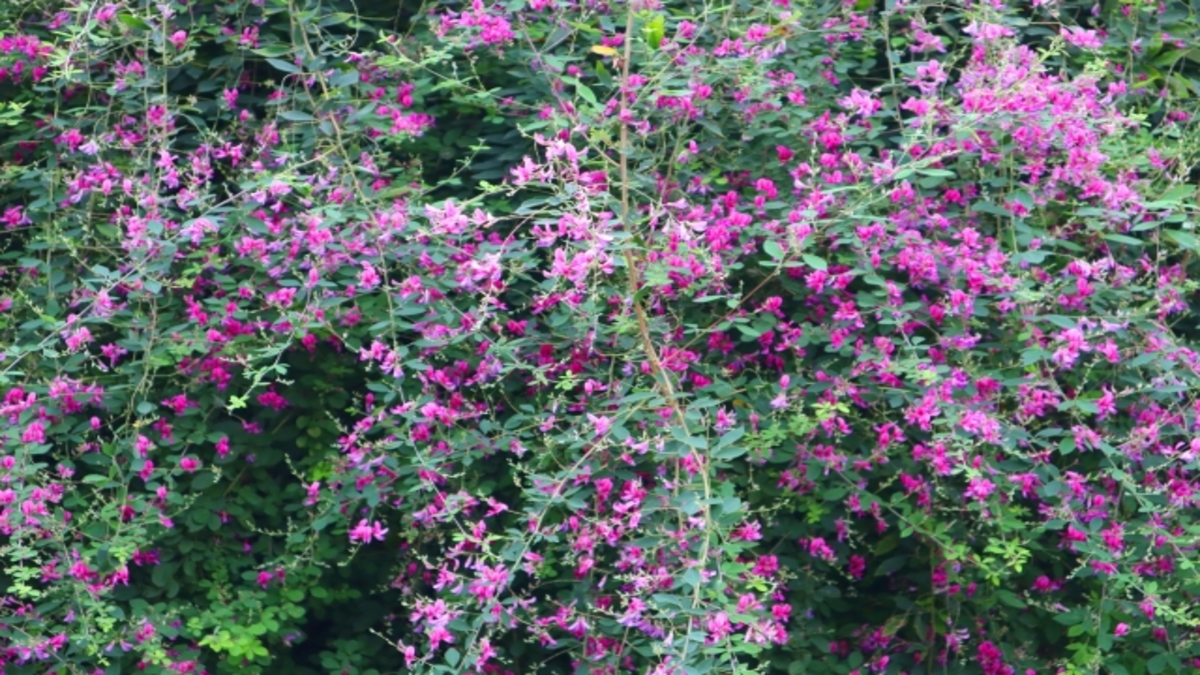 萩の花　開花