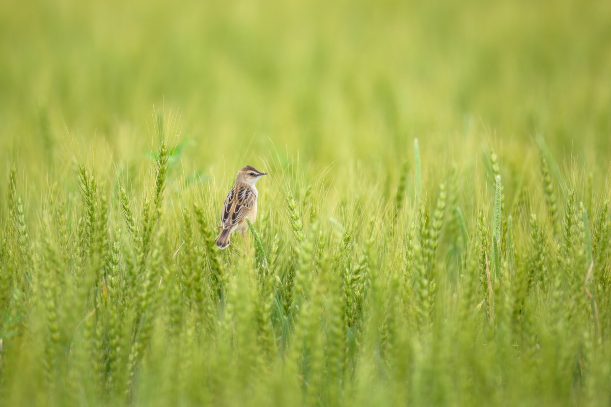 歌い続ける河原の鳥・セッカ。エンドレスな繁殖活動の訳は?