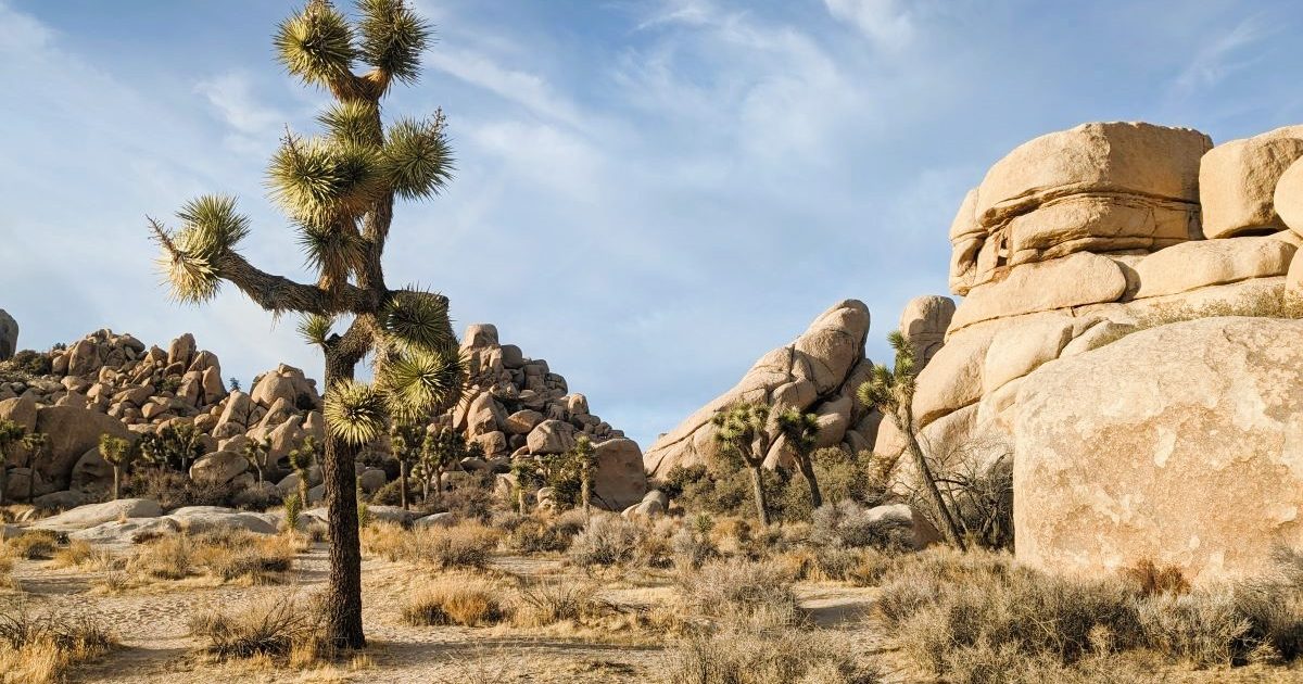 カリフォルニア州「ジョシュア・ツリー国立公園」近くの超穴場キャンプ